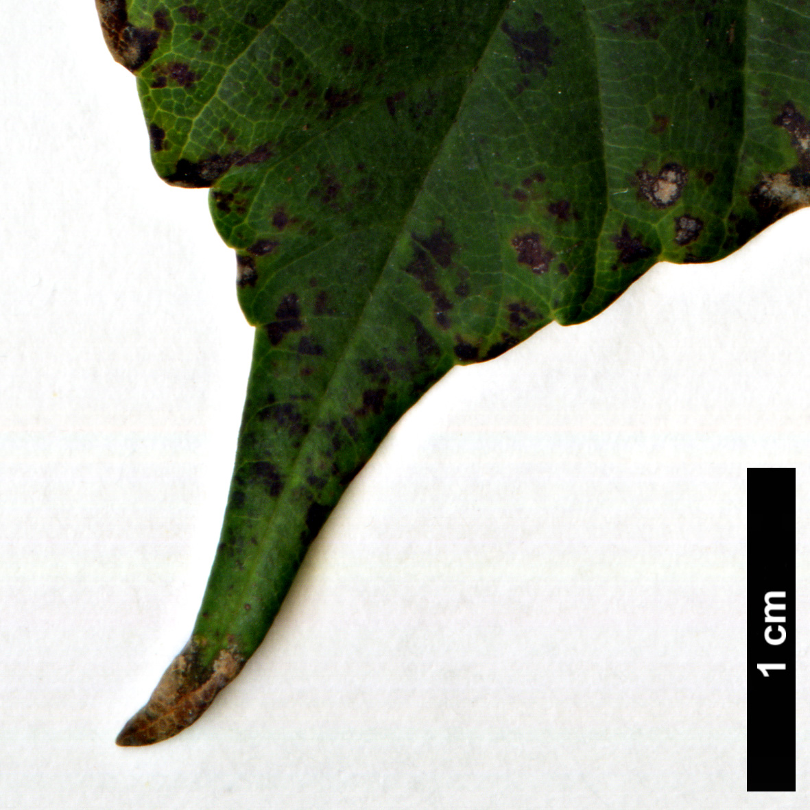 High resolution image: Family: Sapindaceae - Genus: Acer - Taxon: caesium - SpeciesSub: subsp. giraldii